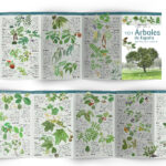 Árboles_1